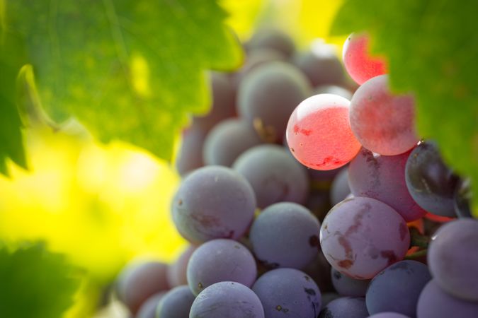 Vineyard with Lush, Ripe Wine Grapes on the Vine Ready for Harvest.