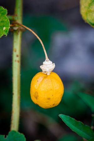 Passiflora foetida