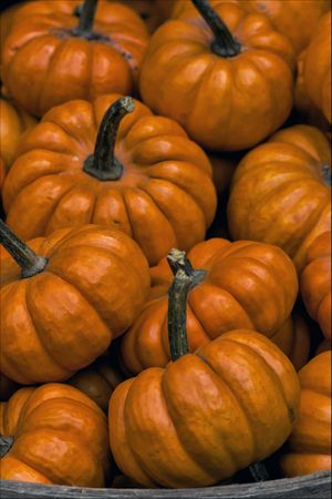 Cluster of pumpkins in close-up