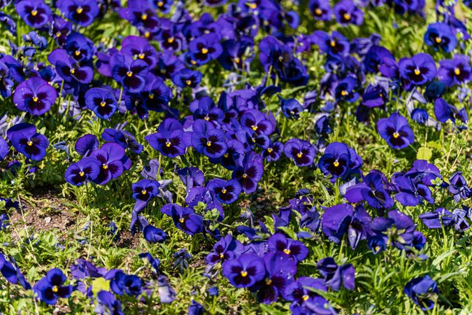 Bright blue viola flowers in the meadow