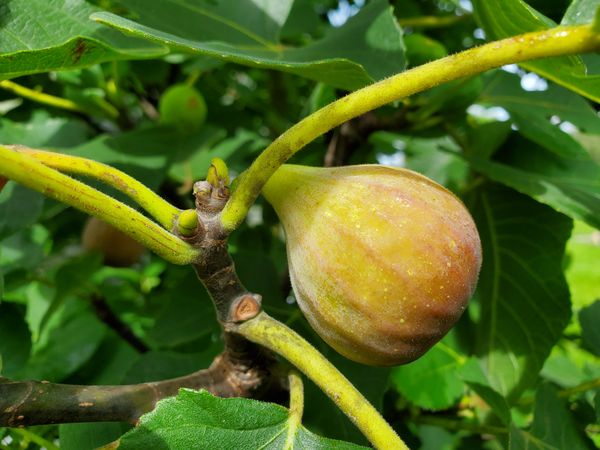 Fig growing on a tree