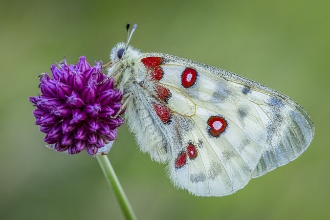Light and red butterfly perching on purple flower