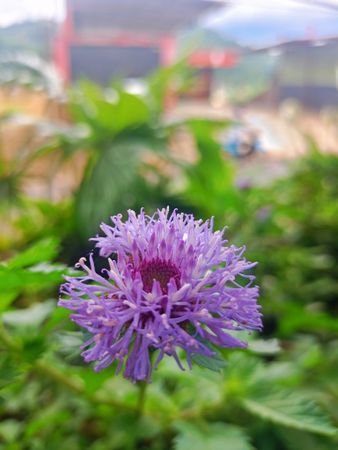 a purple flower
