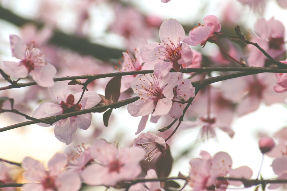 Flowers of the cherry or apple blossom