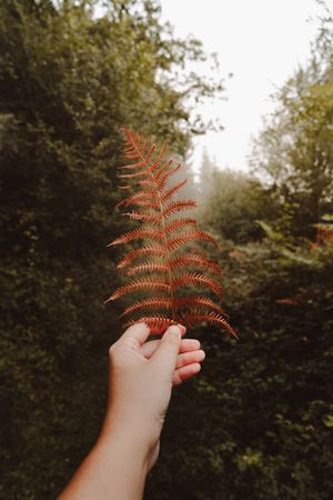 Orange fern frond in autumn forest