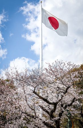 Japanese flag installed beside cherry blossom tree