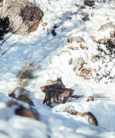 Wolves on hill between stones and snow