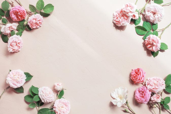 Delicate pink roses in each corner on pink background
