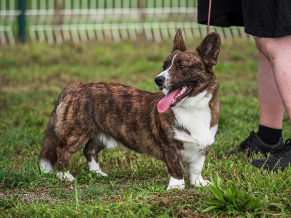 Cardigan Welsh Corgi at a dog show. Sunny day.