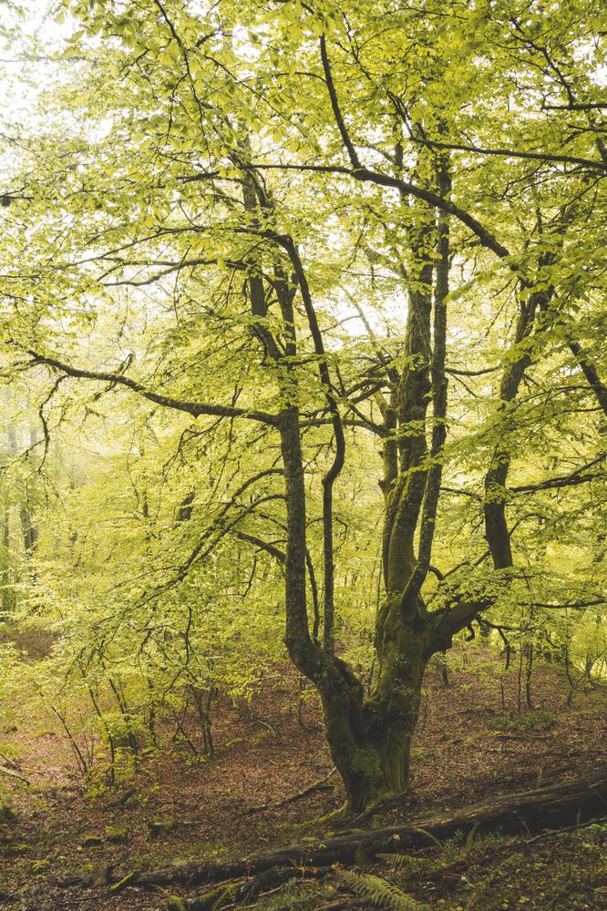 Path in green forest