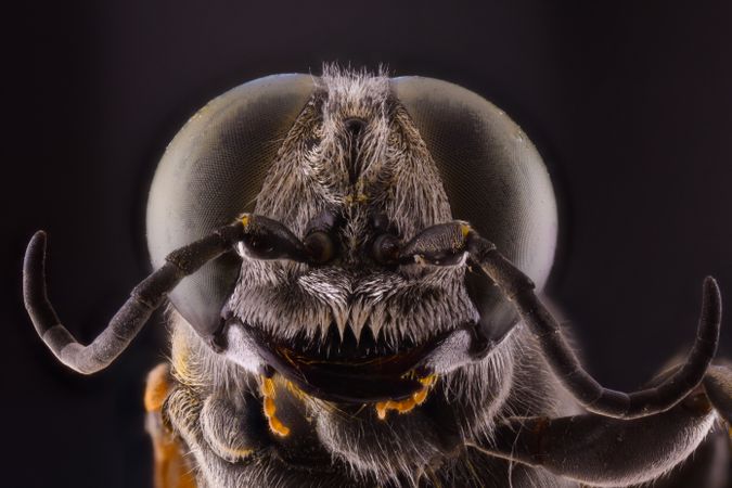 Flies head with big brown eyes on sides