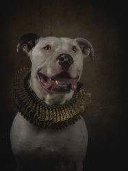 cute pit bull in golden ruff