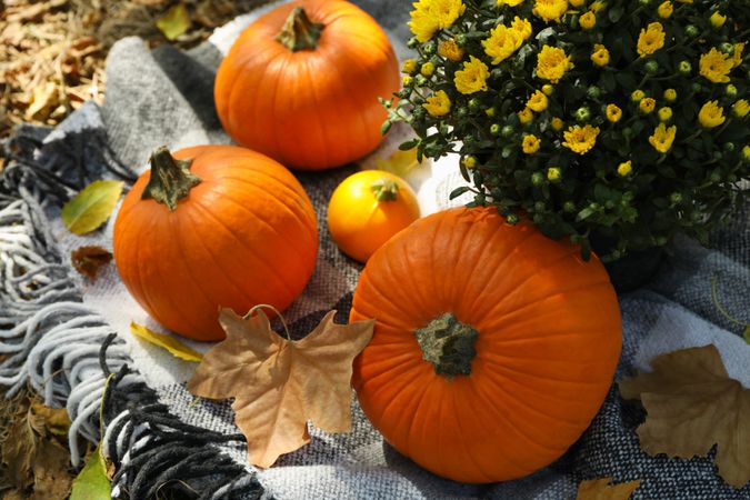 Autumn concept with chrysanthemums and pumpkins outdoor