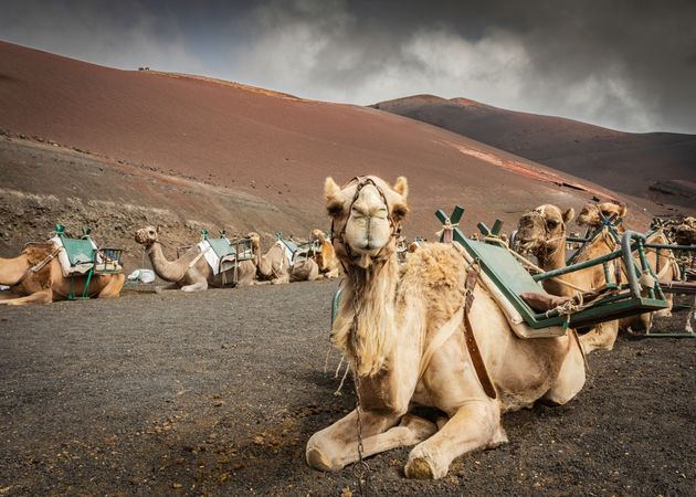 Saddled camels resting on ground