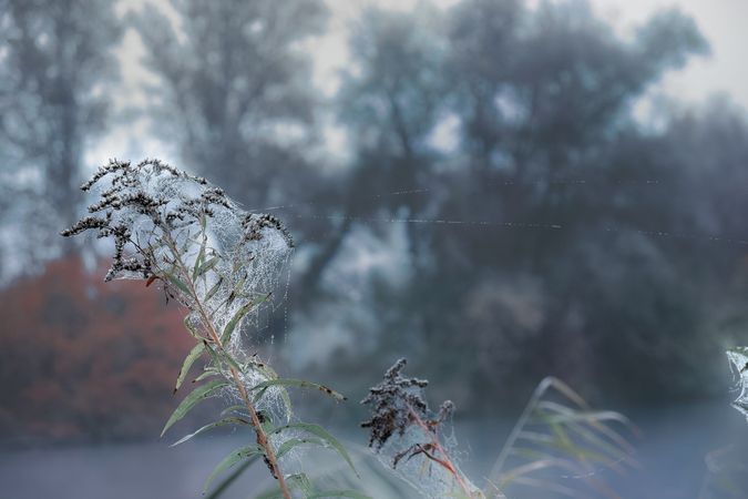 Spider web on tall grass on foggy day