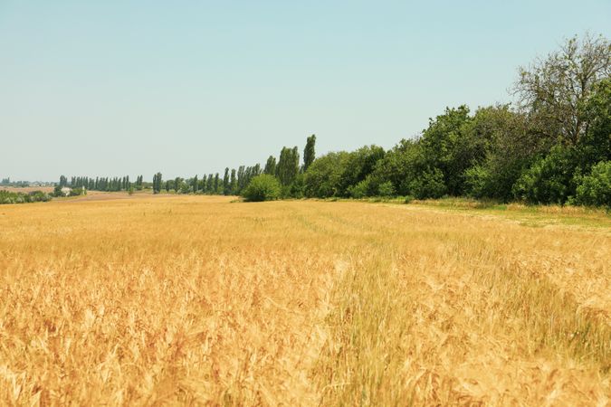 Barley field. Amazing sunny day. Agriculture and farming