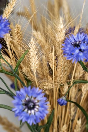 Purple Dried flowers, educational still life for drawing