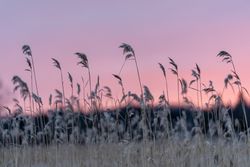 Sunrise and common reeds in Aitkin County, Minnesota
