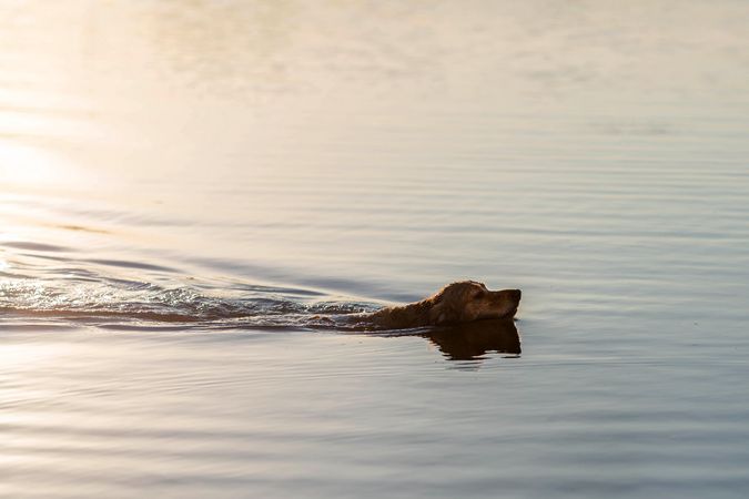 Golden Retriever swimming in the lake
