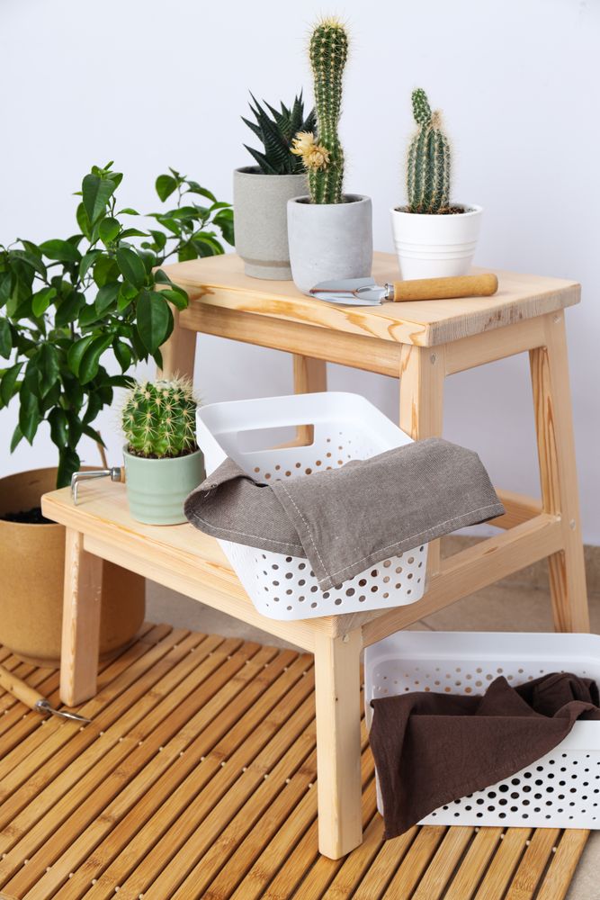 Cozy hobby - growing indoor plants at home