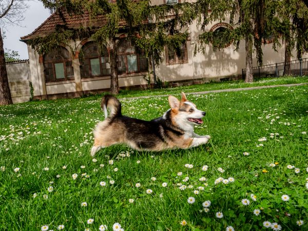 Funny dog tricolor corgi pembroke