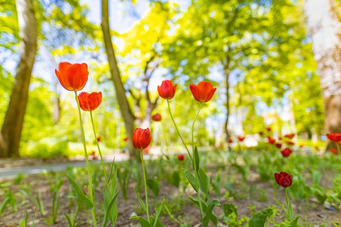 Spring flowers on the forest floor with trees behind