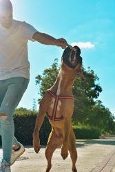Man running and playing with his dog.