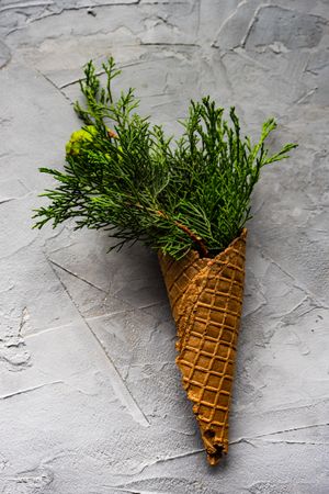 Christmas holiday concept with cone full of green thuja on concrete background