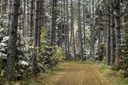 Road in Savanna Portage State Park in McGregor, Minnesota