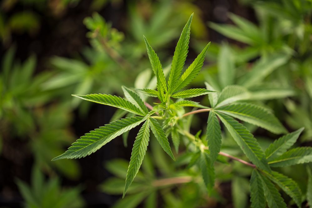 Close up of marijuana leaves