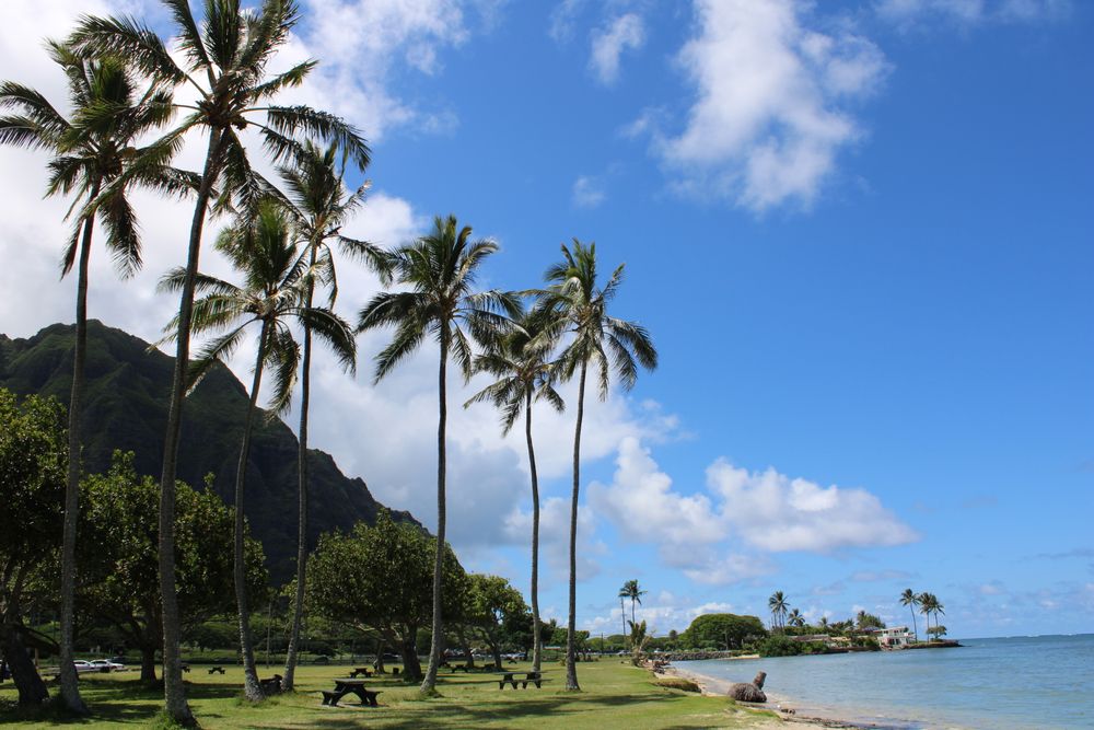 Palm trees, mountains, and ocean