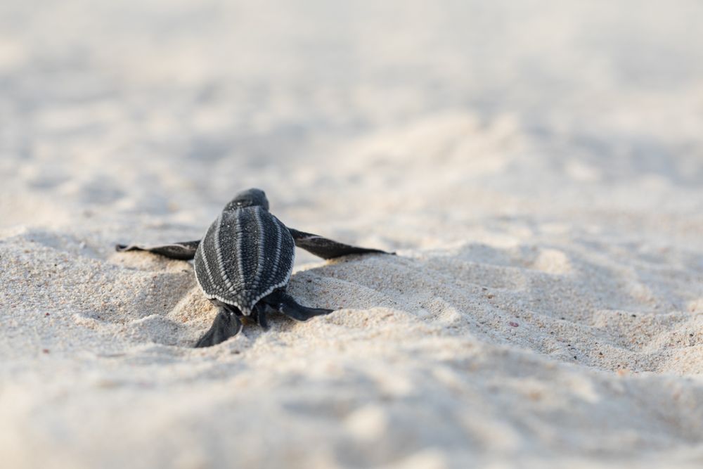 Baby turtle crawling on sand to water