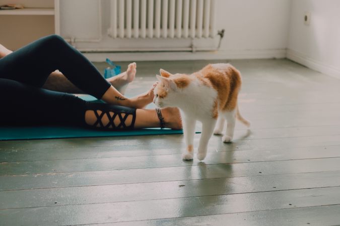 Playful ginger cat walking on floor at home