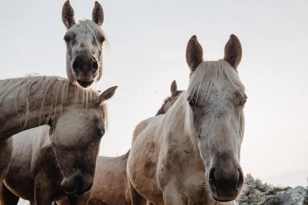 Funny horses on meadow