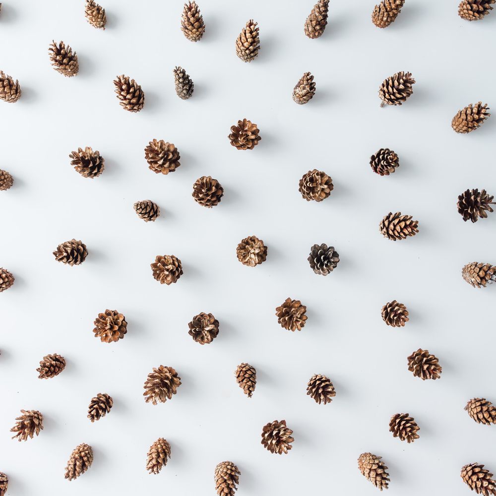 Winter forest aerial made of pinecones