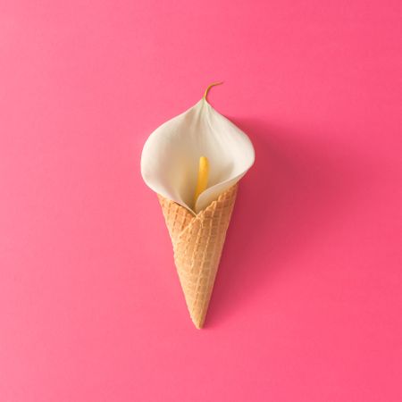Ice cream cone with calla lily flower on pink background