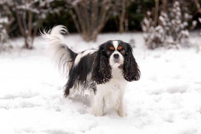 Cavalier spaniel standing in the snow outside