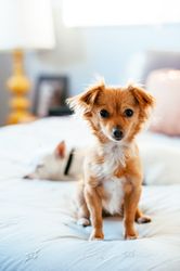Adorable ginger-colored dog sitting on bed