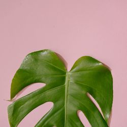 Monstera leaf on pastel coral background