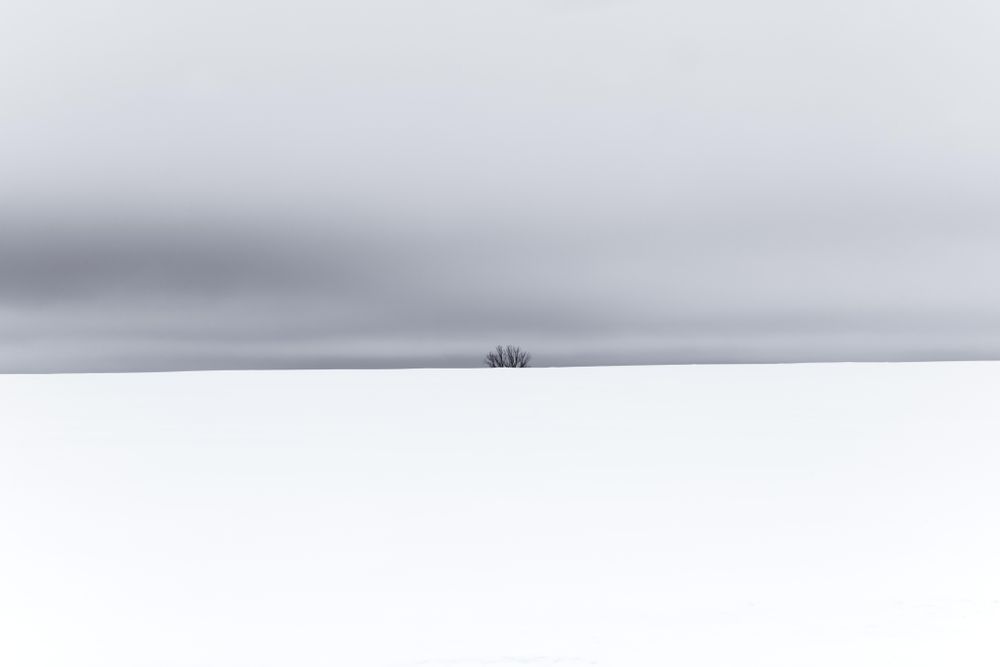 Branches on a cold winter day