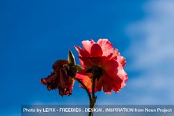 Single red flower against blue sky 5rQan0