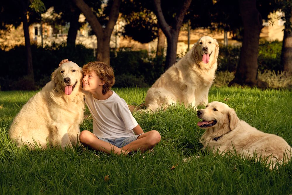 Smiling boy stroking dogs in park