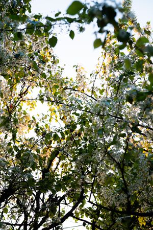 Flowering pear branches with flowers with the sunset light shining through