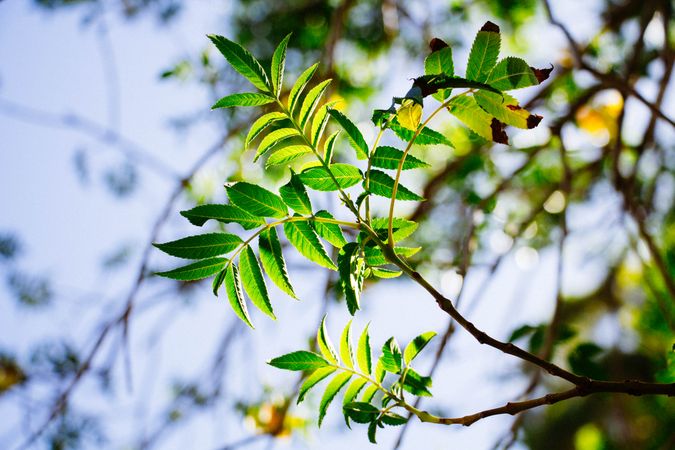 Green Leaves Illuminated By Sunlight On A Tree Branch Against A Soft Blue Sky