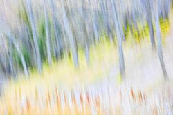Blurred trees in green forest