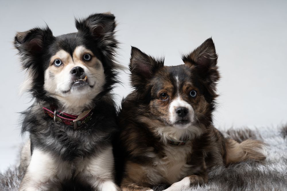 Portrait of two cute Australian shepherds on rug