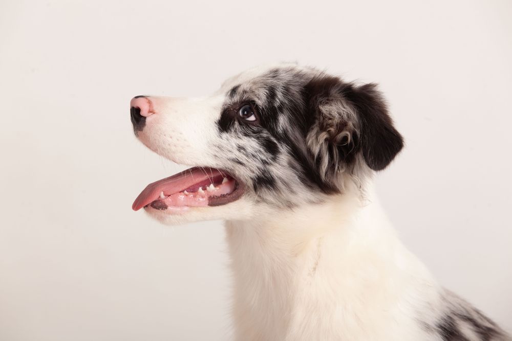 Side portrait of a border collie