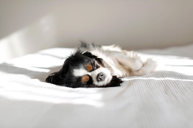 Cavalier spaniel lying on his side with eyes closed light sheets