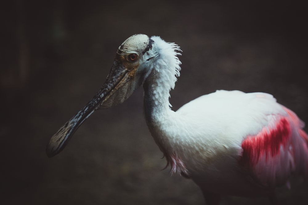 Spoonbills in close up