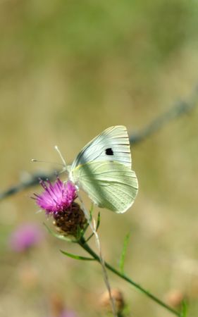 Close up of delicate lemon flower butterfly